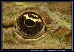 The Eye of a Frog - yesterday's dive... Que du bonheur...... by Michel Lonfat 